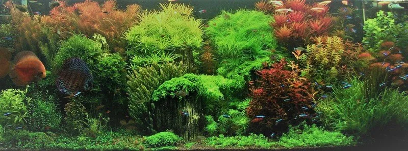 Freshwater aquarium