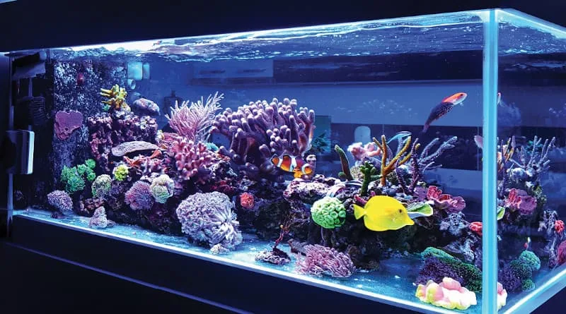Marine aquarium