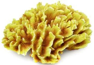 Artificial brain coral, yellow, 33 cm