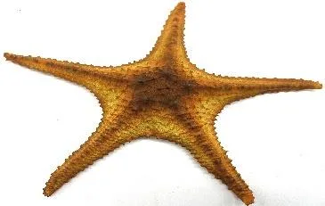 Artificial starfish, orange and brown, 33 cm