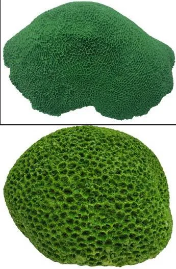 Artificial brain coral, green, 41 cm