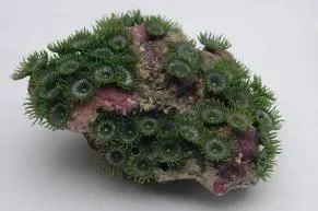 Artificial coral colony, green, 101 cm