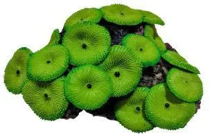 Artificial disc coral, green, 15 cm