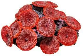 Artificial disc coral, red, 15 cm