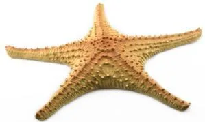 Artificial starfish, beige, 48 cm