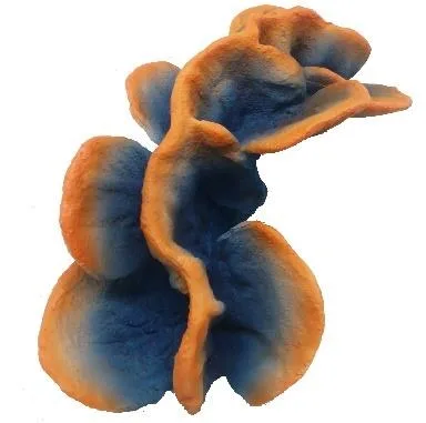 Artificial leaf coral, blue and orange, 20 cm