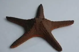 Artificial starfish, brown, 27 cm