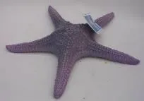 Artificial starfish, purple, 27 cm