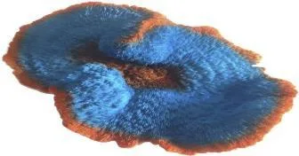 Artificial disc coral, blue and orange, 30 cm