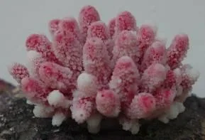 Artificial coral colony, pink, 10 cm