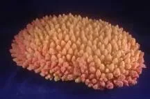 Artificial coral colony, orange and pink, 41 cm