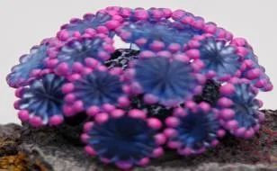 Artificial coral colony, blue and pink, 9 cm