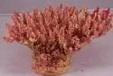 Artificial branching coral, pink and red, 21 cm