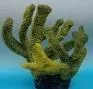 Artificial branching coral, green and yellow, 31 cm