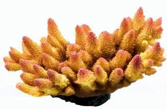 Artificial branching coral, yellow and pink, 22 cm