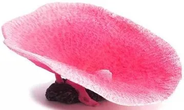 Artificial clam shell, pink and white, 16 cm