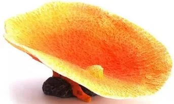 Artificial clam shell, orange and yellow, 16 cm