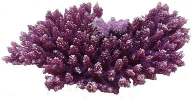 Artificial branching coral, purple and white, 30 cm