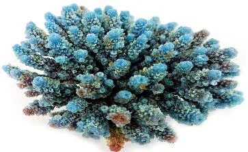 Artificial branching coral, blue and brown, 10 cm
