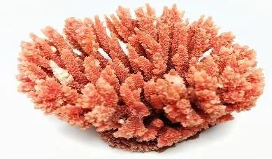 Artificial branching coral, pink and white, 10 cm
