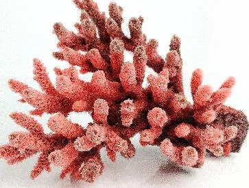 Artificial branching coral, red and pink, 14 cm