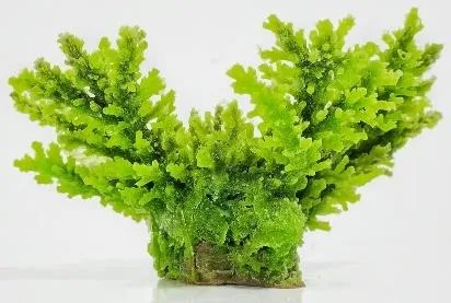 Artificial leaf coral, green, 18 cm
