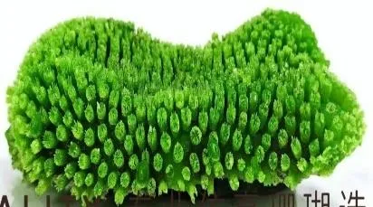 Artificial coral colony, green, 19 cm
