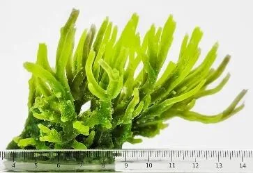 Artificial leaf coral, green, 14 cm