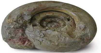 Ammonite ornament 7