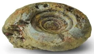 Ammonite ornament 4