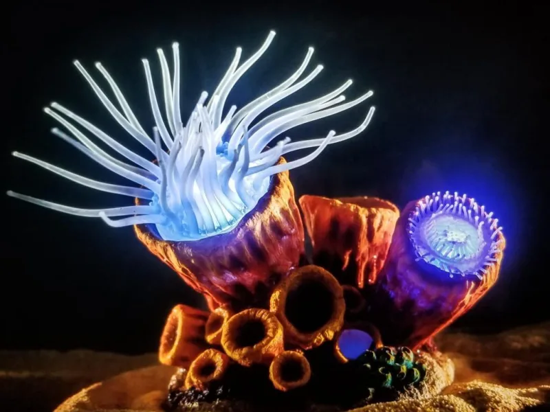 Reef Dancers