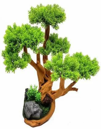 Bonsai with a looped root trunk, 34 cm