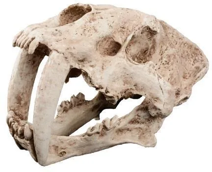Sabre-toothed cat skull, 34 cm