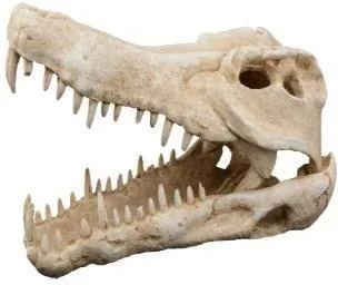 Predatory skull with open jaws, 44 cm