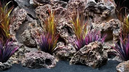 Red Lace / Jungle Flora aquascape, 60 cm