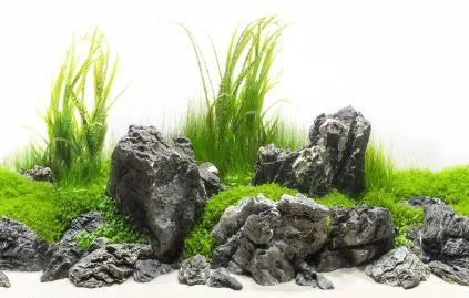 SeaView Brilliant Backgrounds Green Spike / Amazon