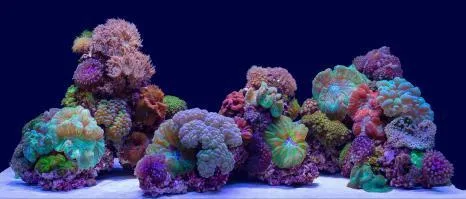 SeaView Brilliant Backgrounds River Rock / Coral Bliss