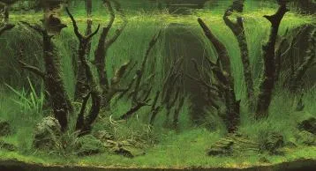 Double-sided poster background: planted carpet and flooded forest, 60 cm