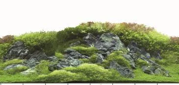 Double-sided poster background: mossy tree trunks and mossy rock, 60 cm
