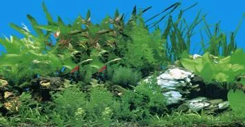 Double-sided poster background: ferns on pale rock and a blue grass scene, 60 cm