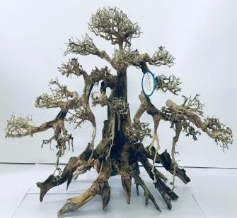 BZ18 natural bonsai driftwood