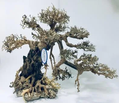 BZ21 natural bonsai driftwood