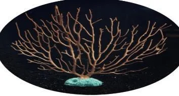 Gorgonian coral L, three colours, 21×4×23 cm