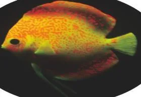 Floating discus ornament, three colours, 10×4×12 cm