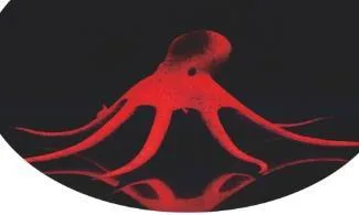 Floating octopus ornament, two colours, 18×18×7 cm