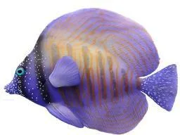 Floating zebrasoma tang ornament, two colours, 10×4×9 cm
