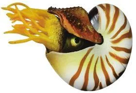 Floating nautilus ornament, two colours, 12×4×7 cm