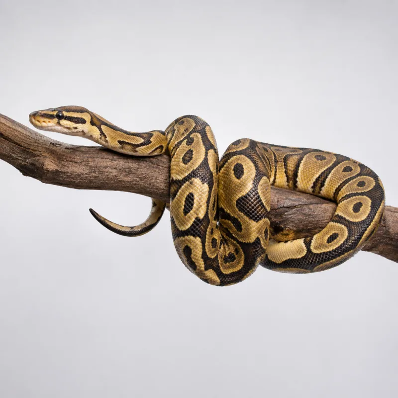 Image of an animal from this group: Pythons