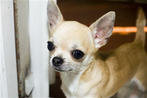 Any breed to order
