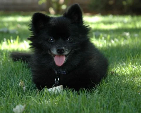 Any breed to order
